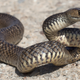 Image for article titled Things in Australia That Want to Kill You